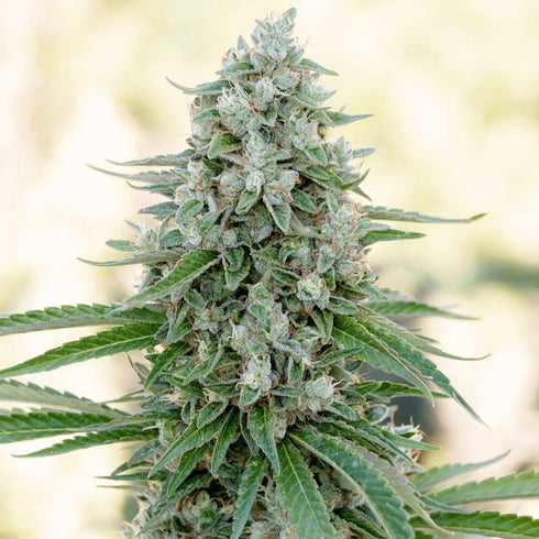 Silent Seeds - Critical Mango